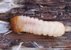 kousavec hlodavý (Brouci), Rhagium mordax (DeGeer, 1775), Cerambycidae, Rhagiini (Coleoptera)
